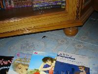 �Ѿഷ 12 ���Ҥ� 2551