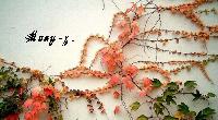 �Ѿഷ 4 �ѹ��¹ 2551