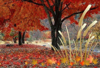 เมเปิลเปียกฝน