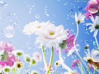 Sweet Flower