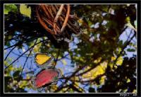 Pictures Art