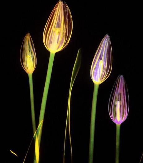 อันดับหนึ่ง 92+ ภาพพื้นหลัง ภาพถ่ายเอกซเรย์ คมชัด