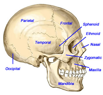 Facial Bones Of The Skull 93