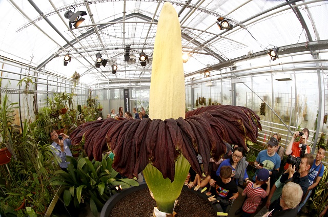 ผลการค้นหารูปภาพสำหรับ ดอกซากศพ(Corpse Flower)