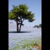 ไปดูกระทู้ Hitachi Seaside Park สวนดอกไม้แสนสวยจากแดนปลาดิบ สวยมาก Hitachi Seaside Park สวนดอกไม้แสนสวยจากแดนปลาดิบ สวยมาก