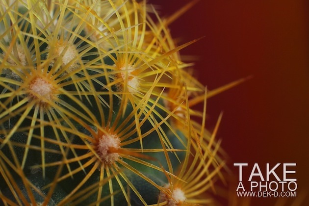 เทคนิคถ่ายภาพเด็ด : สิ่งมีชีวิตเล็กๆ ที่เรียกว่า "มาโคร"