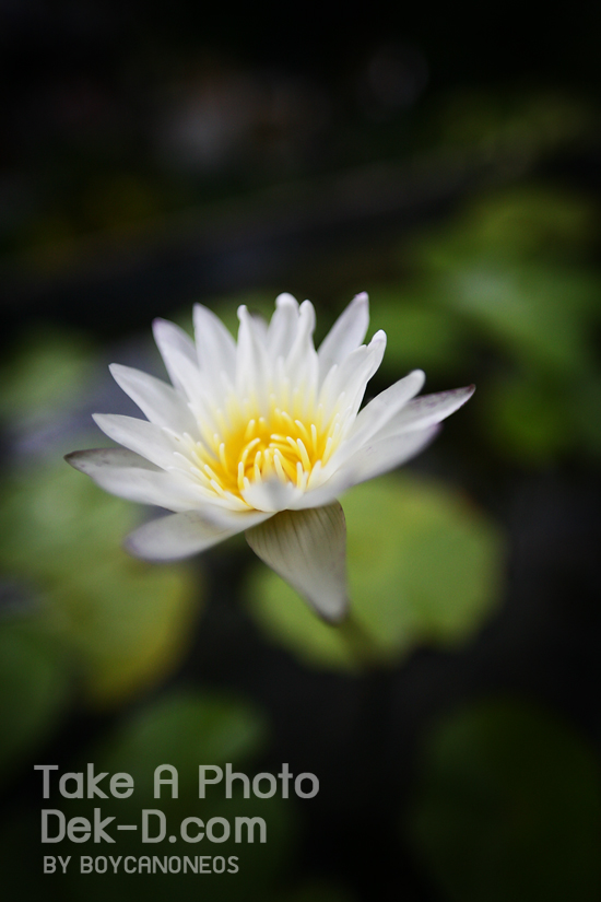 เทคนิคถ่ายภาพเด็ด : เลนส์มุมกว้างทำได้มากกว่าที่คิด!!