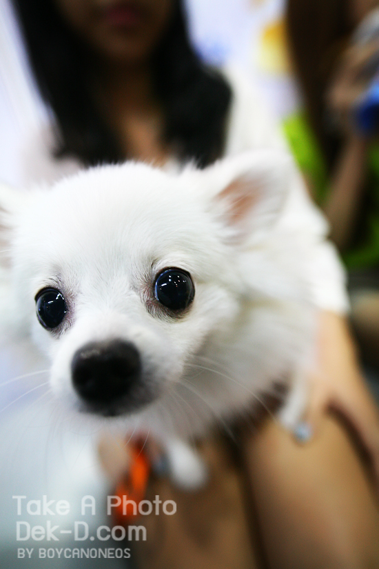 เทคนิคถ่ายภาพเด็ด : เลนส์มุมกว้างทำได้มากกว่าที่คิด!!