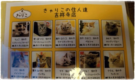 เด็กดีดอทคอม ::  เปิดแล้วที่ญี่ปุ่น ! Cat Cafe คาเฟ่คนรักแมว; tags: แมว ,สัตว์เลี้ยง  ,สุนัข, คาเฟ่, งานอดิเรก, cat, dog, pet