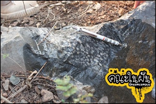 เด็กดีดอทคอม :: ตามติดชีวิตคนเรียน "ธรณีวิทยา" ทั้งเก่งทั้งลุย เด็กดีดอทคอม :: ตามติดชีวิตคนเรียน "ธรณีวิทยา" ทั้งเก่งทั้งลุย