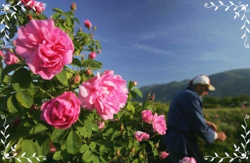 เด็กดีดอทคอม :: ดอกกหุลาบที่สวยที่สุดในโลก ... อยู่ที่ประเทศไหน?