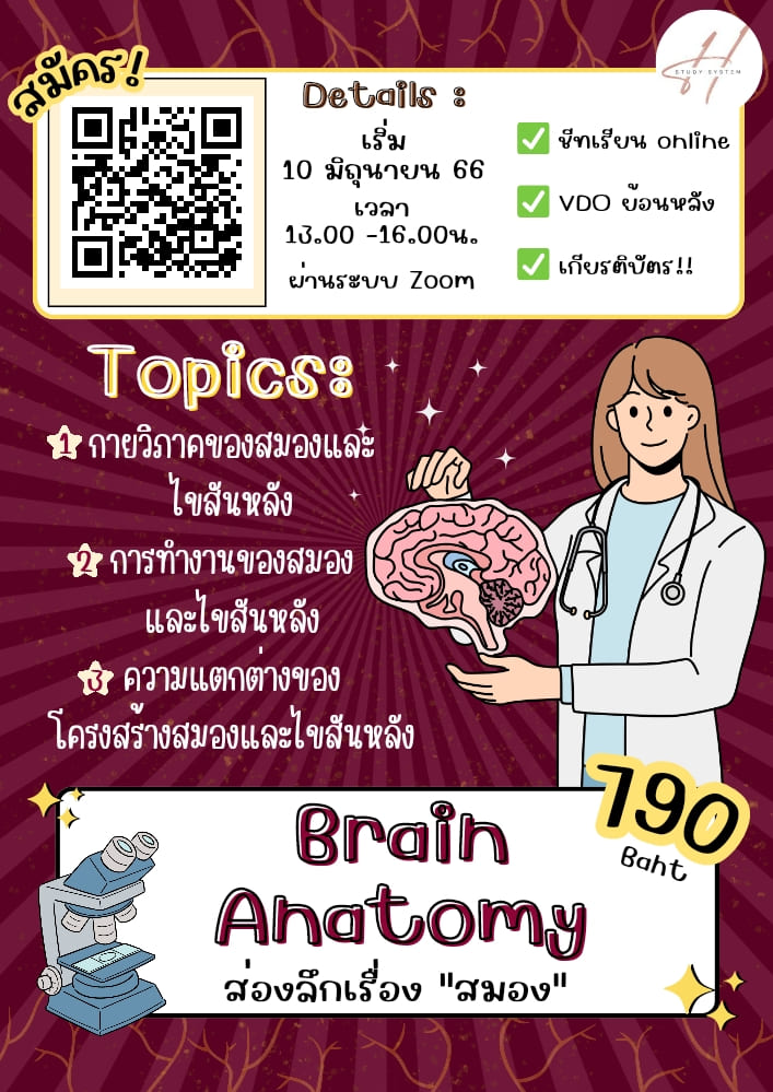 Brain Anatomy ส่องลึกเรื่อง สมอง