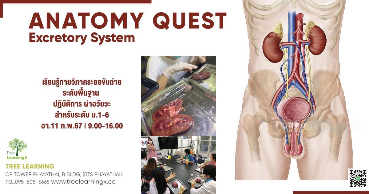 Anatomy Quest- Excretory System  SUN19May24