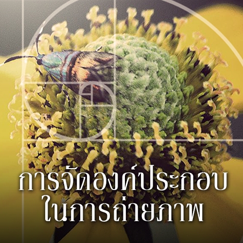 เทคนิคถ่ายภาพเด็ด : การจัดองค์ประกอบให้ภาพ