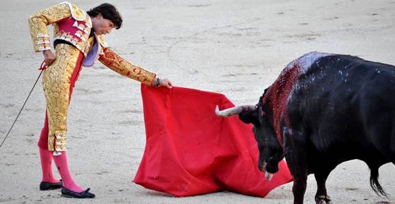 วัวกระทิงเกลียดสีแดงจริงหรือ ?