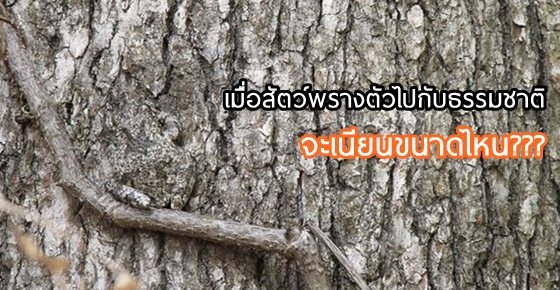 มาดู!! เมื่อสัตว์นานาชนิด "พรางตัว" ให้เนียนไปกับธรรมชาติ