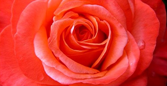 เชื่อหรือไม่!! ดมกลิ่นกุหลาบตอนนอน เช้ามาความจำดีขึ้น