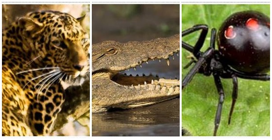 10 สัตว์มหัศจรรย์นักล่า!! กับวิธีล่าเหยื่อ+ป้องกันตัวสุดโหด 