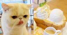 Cat Up Cafe ร้านเด็ด ใกล้โรงเรียนนานาชาตินิวสาทร