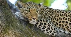รับสมัครอาสาช่วยเลี้ยงเสือในแอฟริกาใต้ ที่ 'Big Cats Rescue Sanctuary' 