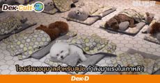 น้องงงง! เปิดรั้ว ‘โรงเรียนอนุบาลสำหรับสุนัข’ ที่กำลังมาแรงในเกาหลีตอนนี้ 