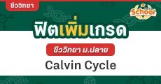 ฟิตเพิ่มเกรด ชีวะ ม.ปลาย – วัฎจักรคัลวิน (CALVIN CYCLE)