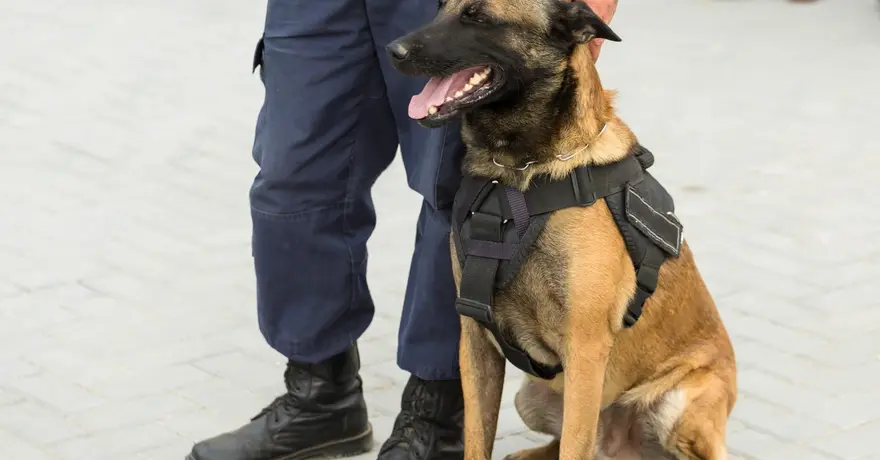 พามารู้จัก! สุนัข K9 นักรบสี่ขา เพื่อนคู่ใจแห่งวงการสุนัขตำรวจ