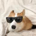 รูปโพรไฟล์ของ corgiman