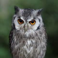รูปโพรไฟล์ของ Owllost