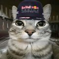 รูปโพรไฟล์ของ Fox_Hi