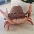 รูปโพรไฟล์ของ King-crab