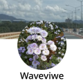 รูปโพรไฟล์ของ waveviwe