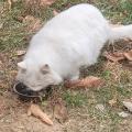 รูปโพรไฟล์ของ melonCats