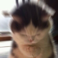 รูปโพรไฟล์ของ cinnamon_hater