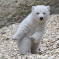 รูปโพรไฟล์ของ Polarbear0