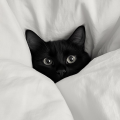 รูปโพรไฟล์ของ Blackberrycat