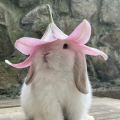รูปโพรไฟล์ของ tawanbunnie