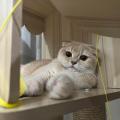 รูปโพรไฟล์ของ thebooscat