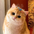 รูปโพรไฟล์ของ Cha_tora