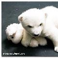 รูปโพรไฟล์ของ kuma