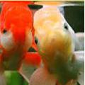 goldfishpka