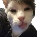 รูปโพรไฟล์ของ HandsomeCat