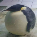 รูปโพรไฟล์ของ I_Am_penguins