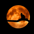 รูปโพรไฟล์ของ Mojiart