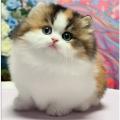 รูปโพรไฟล์ของ InTheNameOfCat
