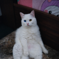 รูปโพรไฟล์ของ ratthanon12