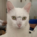 รูปโพรไฟล์ของ WhitezCatz