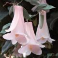 รูปโพรไฟล์ของ angeltrumpets