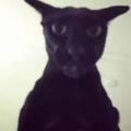 รูปโพรไฟล์ของ Larry_Darkcat