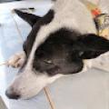 รูปโพรไฟล์ของ Dog777